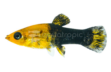 Gold Dust Molly :: 47010