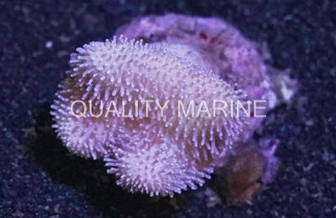 Toadstool Leather Nano :: 51558