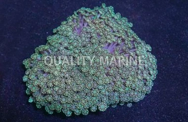 Green Alveopora Coral :: 52342