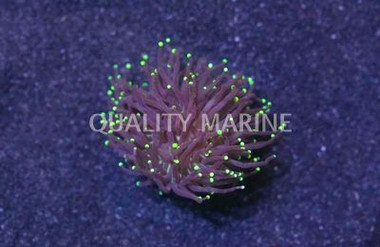 Torch, Black Tentacles w/Yellow Tips :: 62460