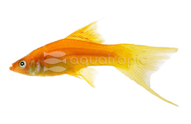 Red Lyretail Swordtail :: 69022