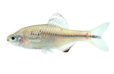 Taiwanese Blue Amur Bitterling :: 38022