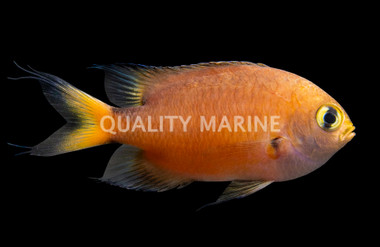 Darkfin Chromis