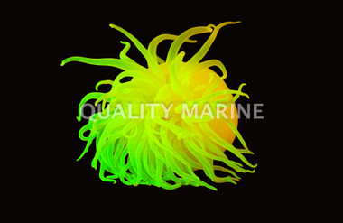 Neon Yellow Japanese Anemone :: 50101
