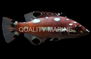Redfin Hogfish, Juvenile :: 21531