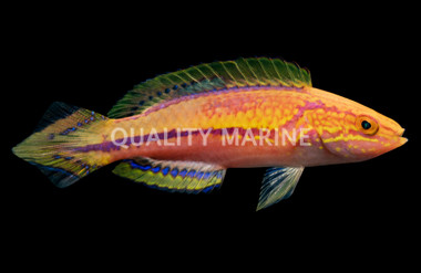 Splendid Pintail Fairy Wrasse :: 33836
