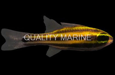 Truncate Cardinalfish :: 13576