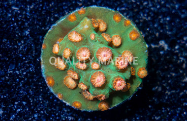 Jingle Bells Cyphastrea :: 62489