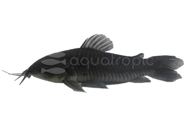 Fork Tailed Hoplo :: 26100