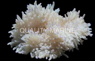 White w/Blue-Tip Sebae Anemone :: 50059