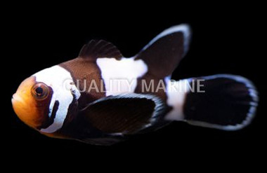 Longfin Phantom Ocellaris Clownfish :: 14144