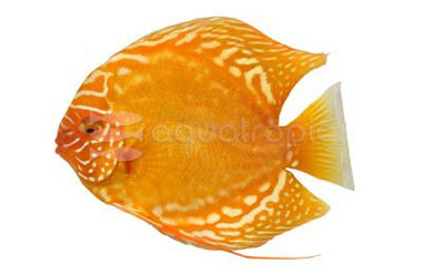 Marlboro Yellow Albino Discus :: 24030