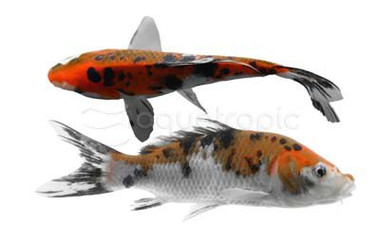 Assorted Premium Koi :: 79749