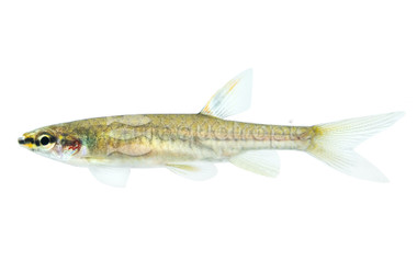 Splashing Tetra :: 71024