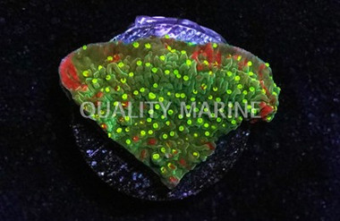 Cap, Green/Red w/Yellow polyps (Sunfire) :: 62479
