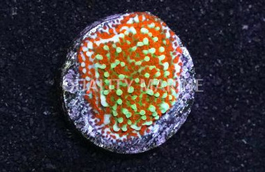 Encrusting, Green w/Red Polyp w/Purple Rim  (Aquaman) :: 62476