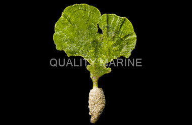 Mermaid's Fan Plant :: 60013