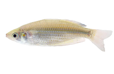 Crimsonspotted / Duboulay's Rainbowfish :: 41959