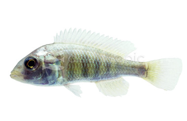 Hippo Point Salmon :: 18152