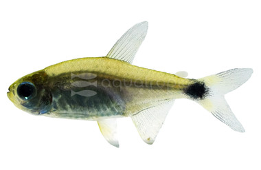 Auro Tetra :: 25194