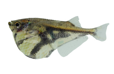 Marble Hatchetfish :: 35002