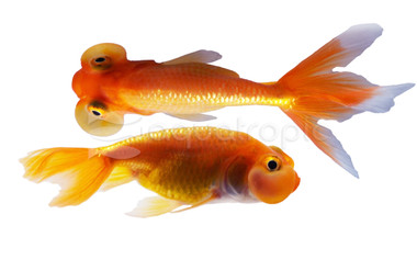 Red Bubble Eye Goldfish :: 31054