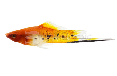 Koi Sanke Swordtail :: 63023