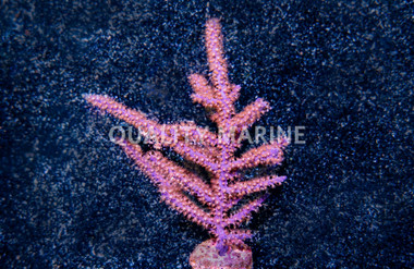 Colored Fan Gorgonian :: 51000