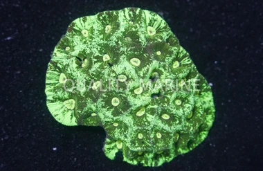 Dragon Soul Goniastrea Coral :: 52286