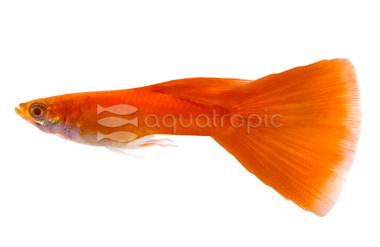 Full Red Albino Guppy, Male :: 44924