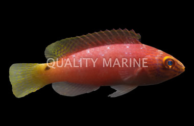 Latigo Fairy Wrasse :: 33923