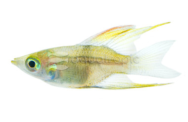 Featherfin/Threadfin Balloon Rainbowfish :: 72470