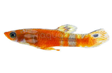 Red Swamp Guppy, Male :: 24313