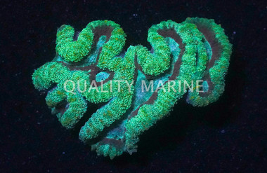 Open Brain Green w/ Maroon Ring :: 30999