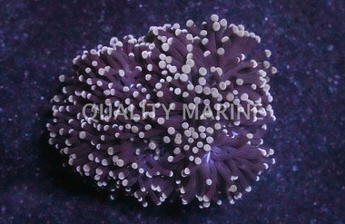 Orange Tip Black Tentacle Torch Coral :: 89254