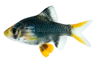 Tiger Blue Velvet Barb :: 85703