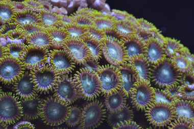 Zoa, Radioactive Dragon Eye :: 34550