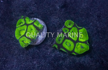 Brain Prism Green w/Neon Green Center :: 63289