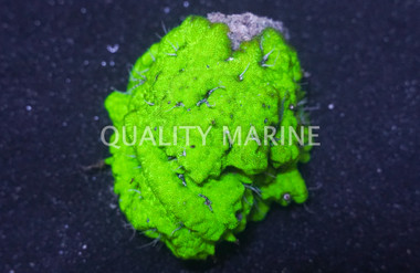 Psammocora Green :: 41715