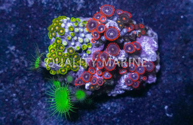 Zoa, Multicolor :: 54871