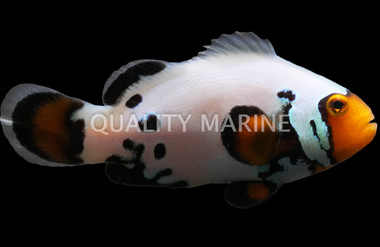 Black Ice Ocellaris Clownfish :: 14080