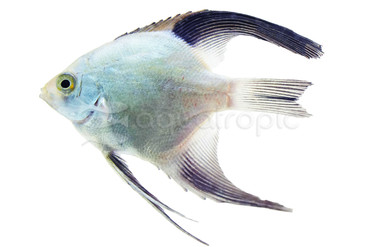 Bulgarian Green Seal Point Angelfish :: 03056