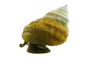 Piano Snail :: 51869