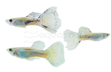 Grass Blue Guppy, Male :: 33142