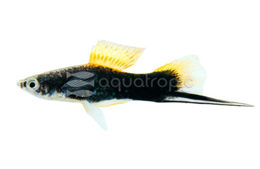 Black Swordtail :: 69036