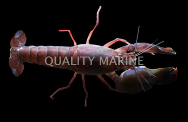Brownbar Pistol Shrimp :: 57597