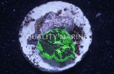 Mushroom Kryptonite Jawbreaker :: 15361