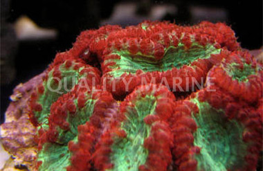 Red Blastomussa Wellsi Coral (per polyp) :: 48274