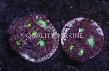 Blastomussa Merleti w/ Neon Green Center :: 52708