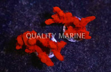 Montipora Orange Setosa :: 93625